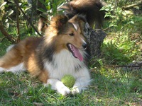 Cor: Marta(Sable)